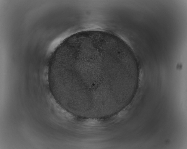 X0000111491455200907281215