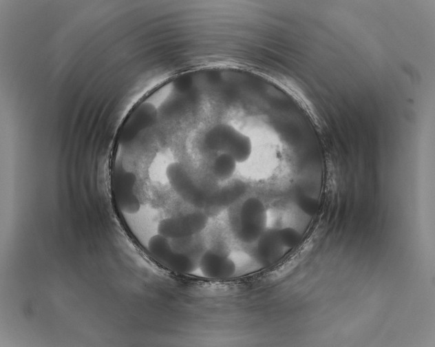 X0000111490806200908111222