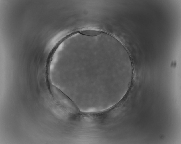 X0000111490199200908251034