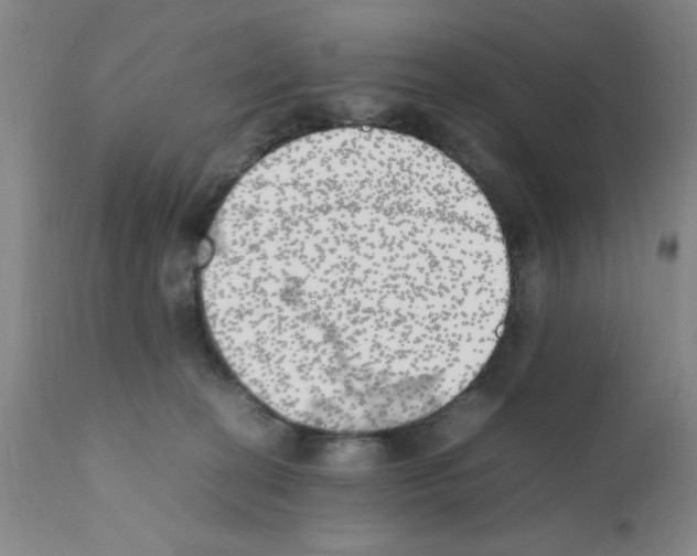 X0000111490274200908251033