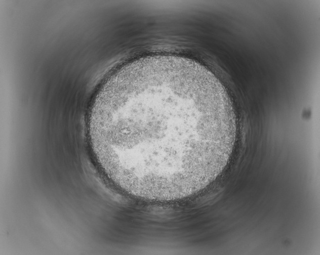 X0000111490729200908251025