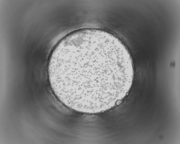 X0000111491168200908251018