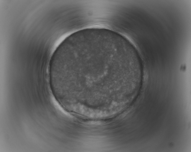 X0000111491468200908251014