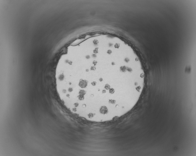X0000111491496200908251013