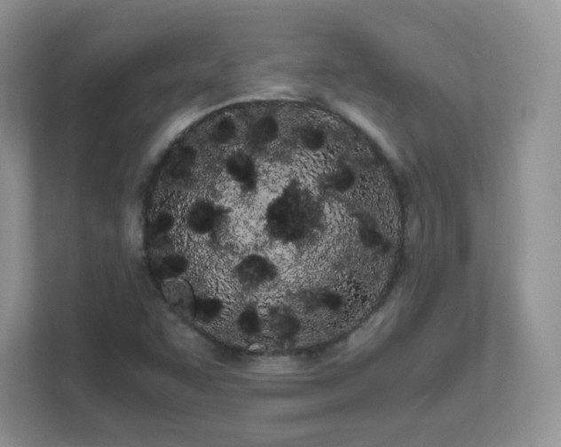 X0000111501455200907211020