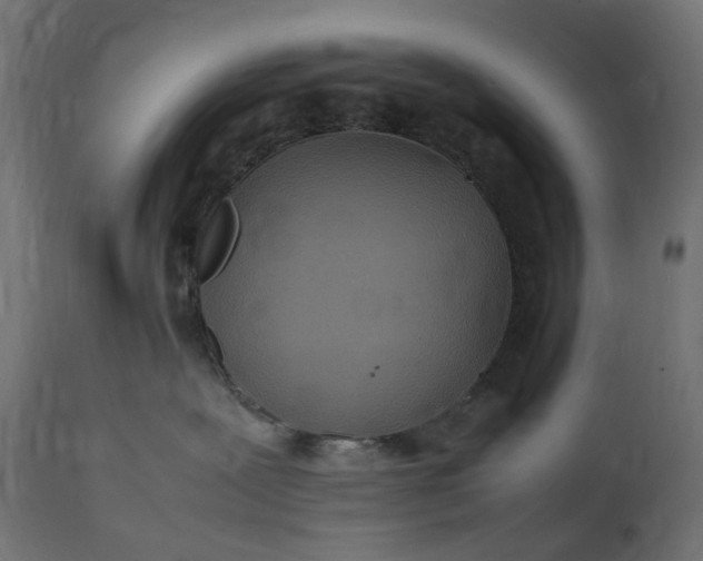 X0000111500239200907281259