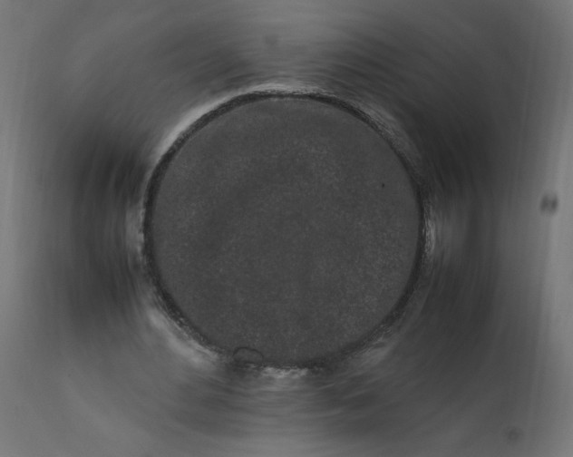 X0000111500484200907281255