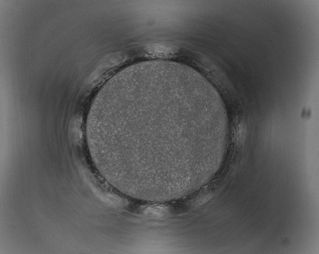 X0000111500599200907281253