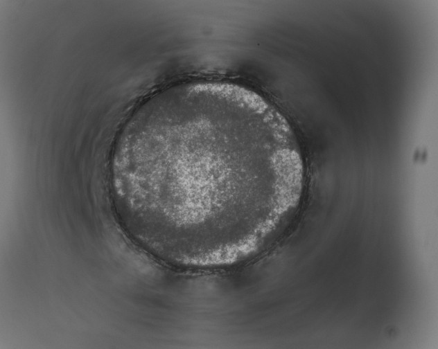 X0000111500769200907281250