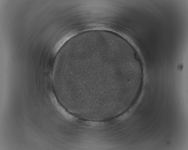 X0000111501289200907281242