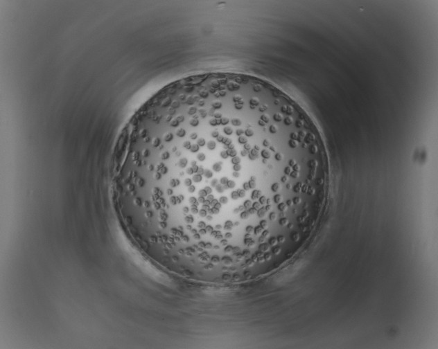 X0000111501389200907281241