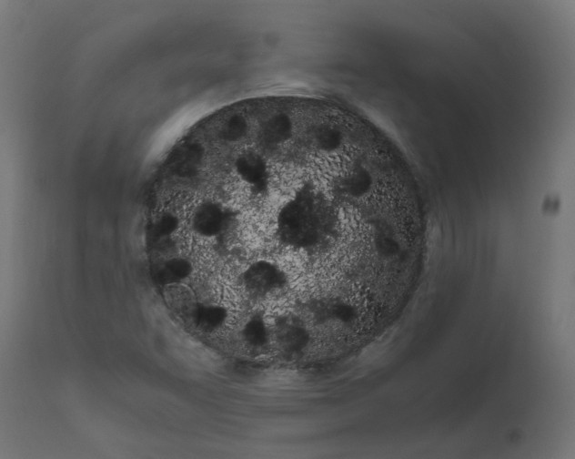 X0000111501455200907281240