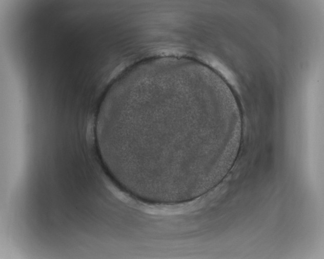 X0000111500009200908041212