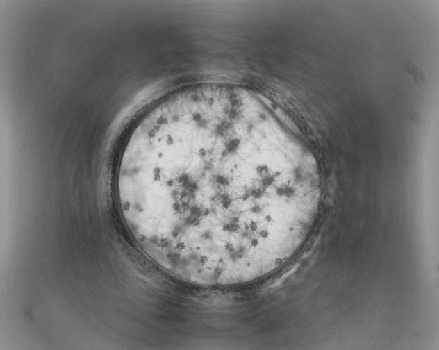 X0000111500343200908111251