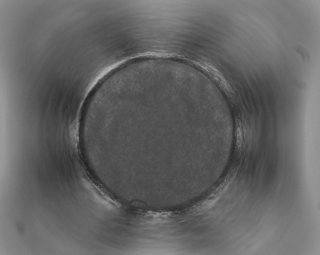 X0000111500484200908111250