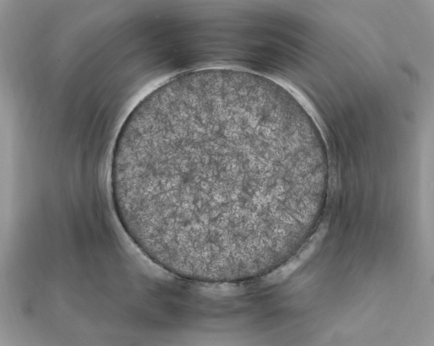 X0000111500957200908111244