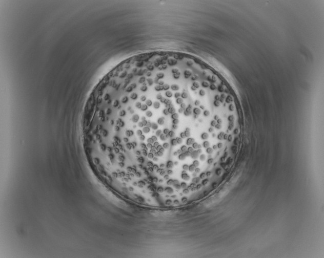 X0000111501389200908111237