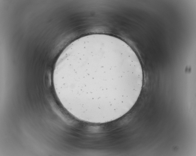 X0000111500061200908251059