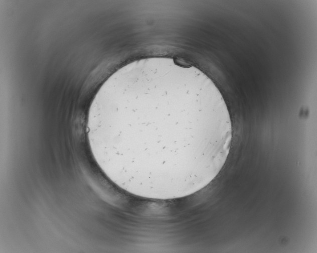 X0000111500166200908251058