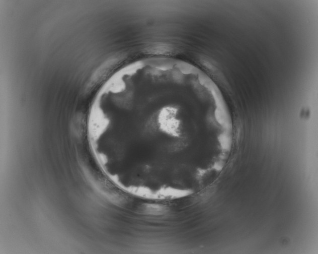 X0000111500167200908251058