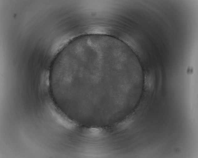 X0000111500302200908251056