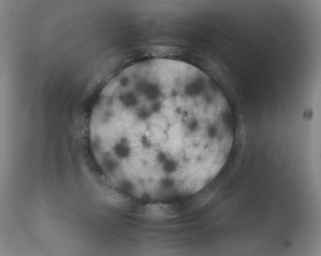 X0000111500367200908251055