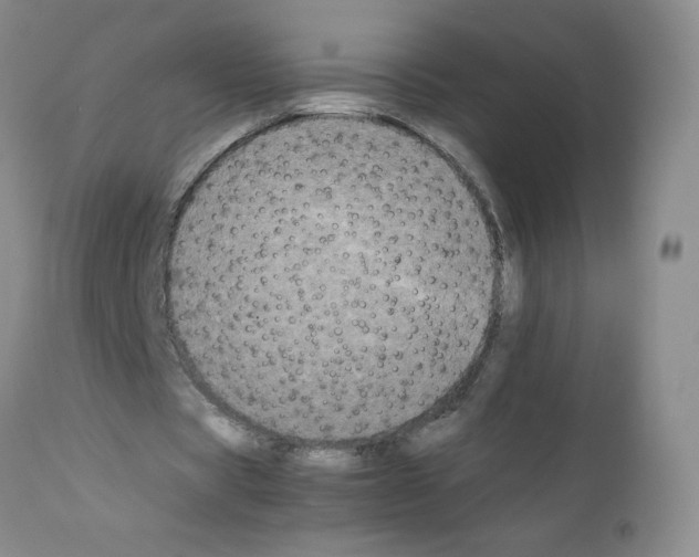 X0000111500529200908251052