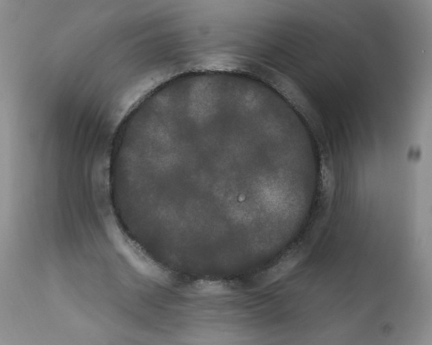 X0000111500534200908251052