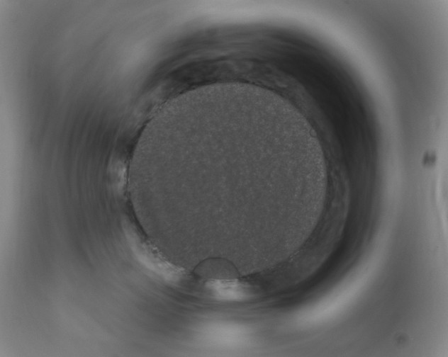 X0000111500767200908251049