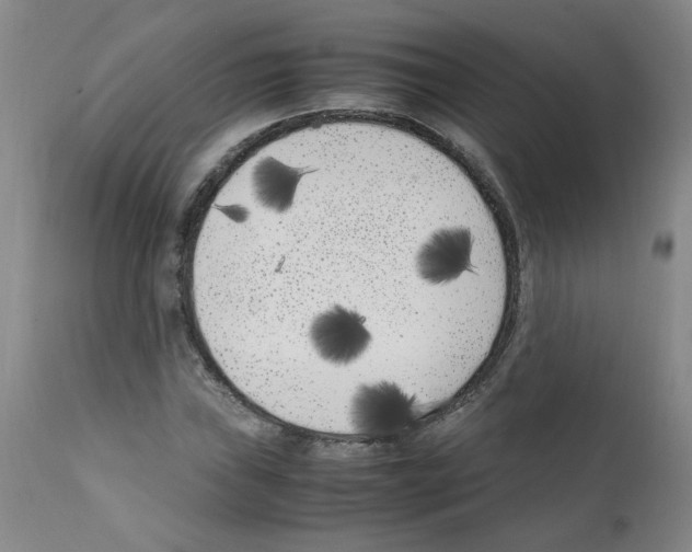 X0000111501019200908251044