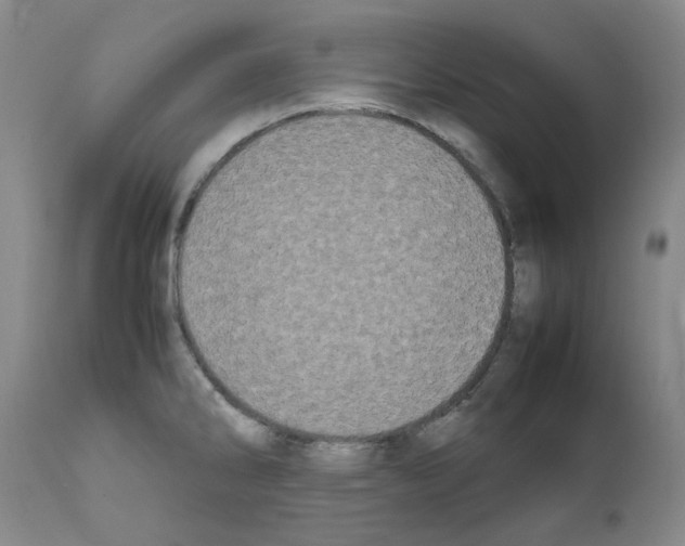 X0000111501286200908251041