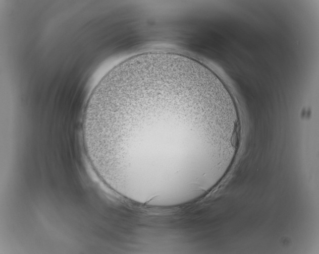 X0000111501440200908251039