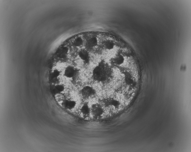 X0000111501455200908251038