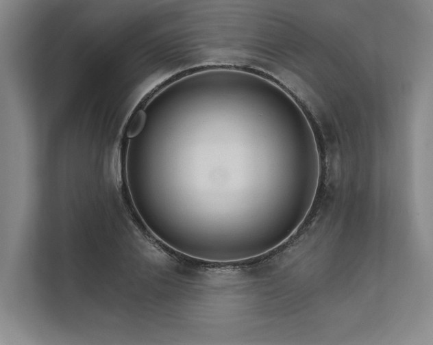 X0000111510838200907211201
