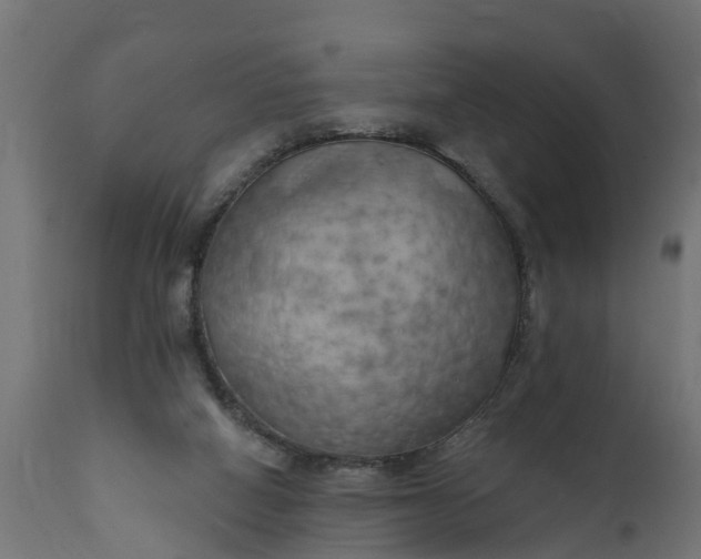 X0000111510066200907281324