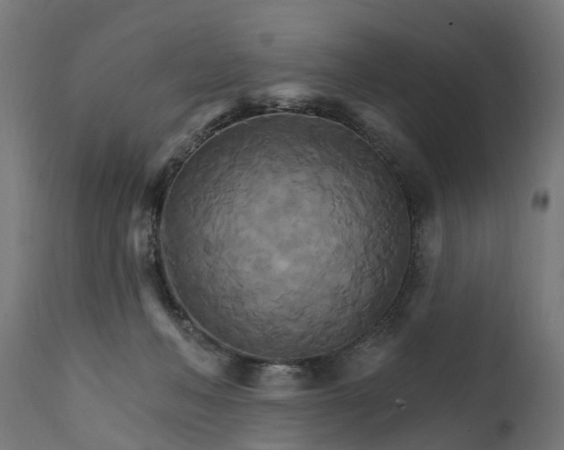 X0000111510222200907281322