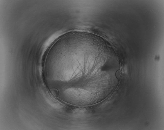 X0000111510294200907281321