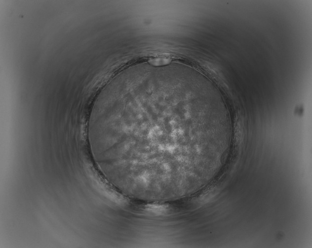 X0000111510457200907281318