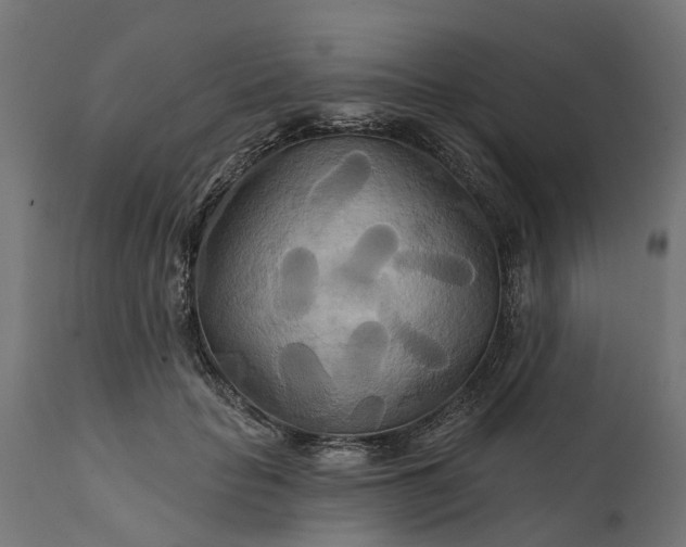 X0000111510653200907281315