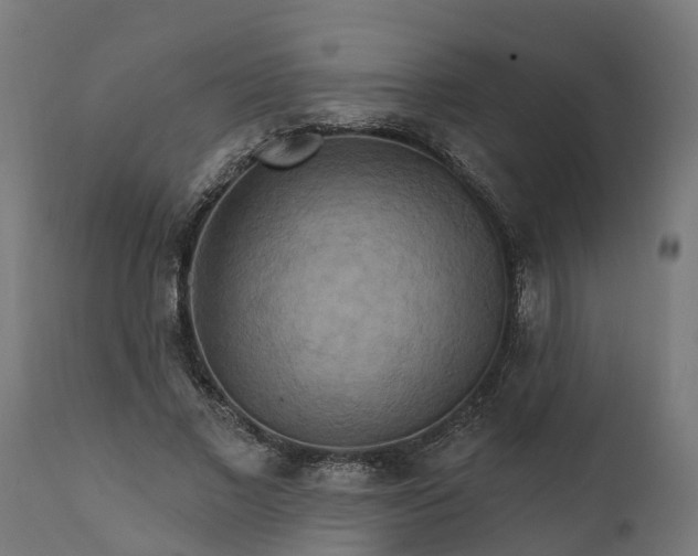 X0000111510685200907281314