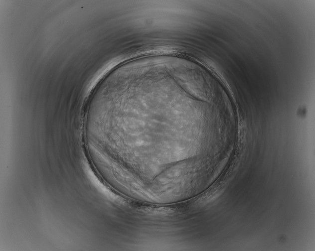 X0000111510851200907281312