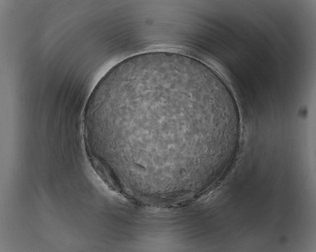 X0000111510907200907281311