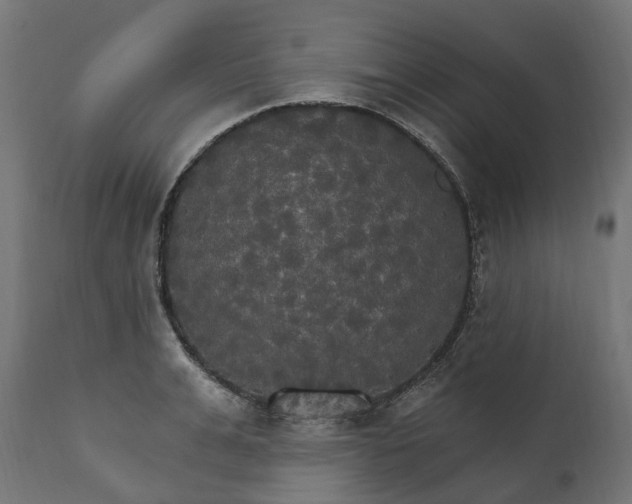 X0000111510991200907281310