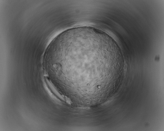 X0000111511055200907281310