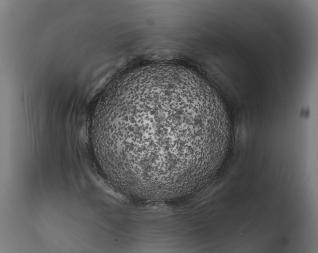 X0000111511250200907281306