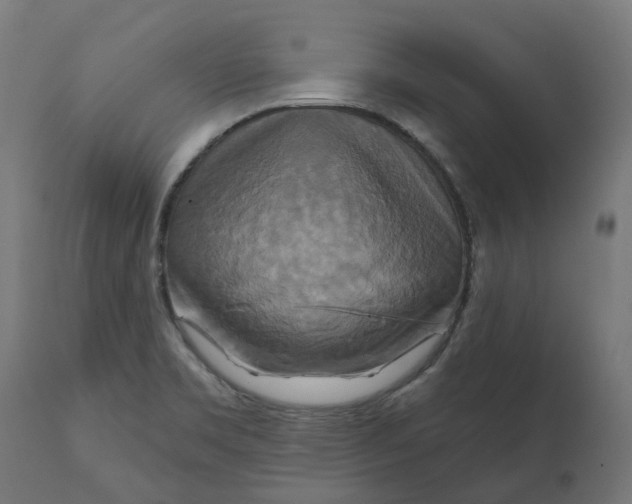 X0000111511469200907281303