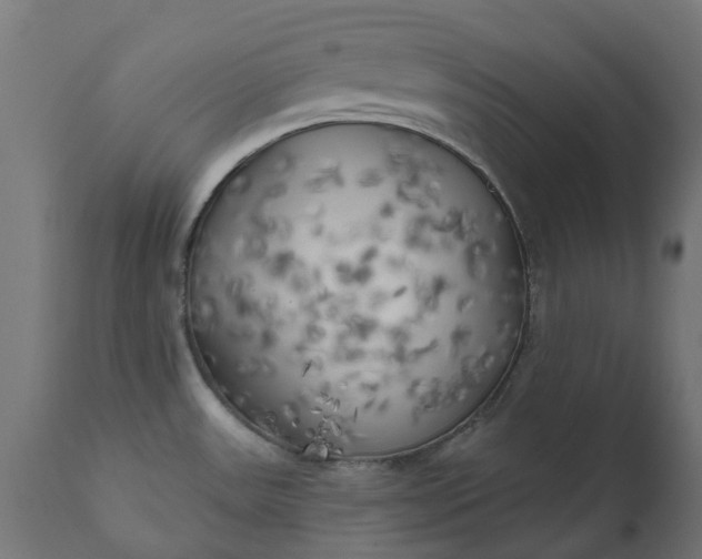 X0000111511531200907281303