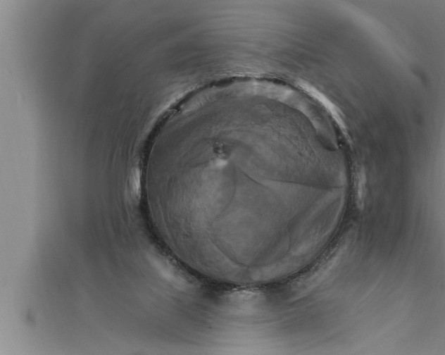 X0000111510067200908041231