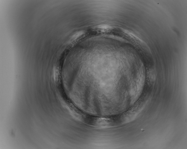 X0000111510222200908041229
