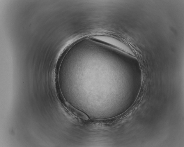 X0000111510244200908041228